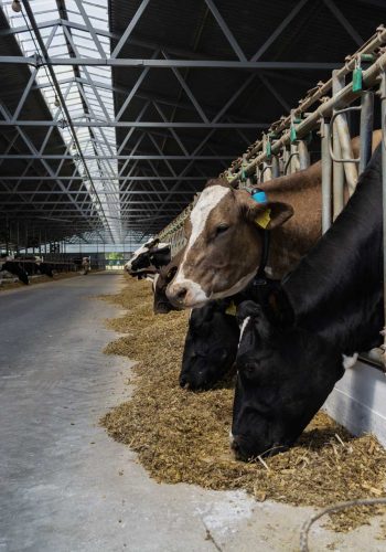cows on a modern farm eat silage from the feed table.